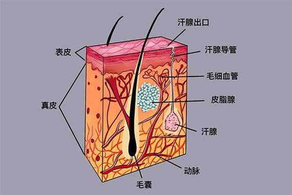 狐臭是怎么产生的？该怎么去除呢？ 怎么去除才不会走弯路？