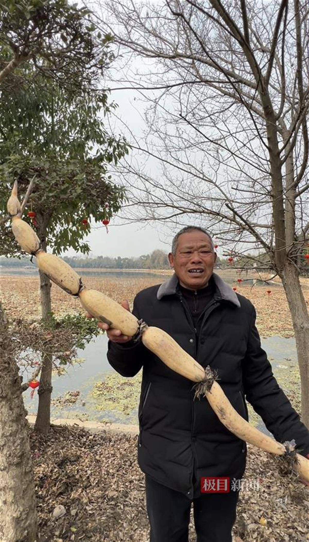 央视元宵晚会上的藕来自武汉，长2.33米，挖出来用了半个小时，通过定制的保护箱运到央视